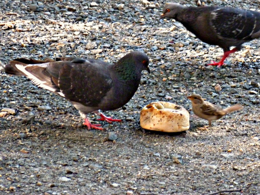 Albino Pigeon Vs Dove