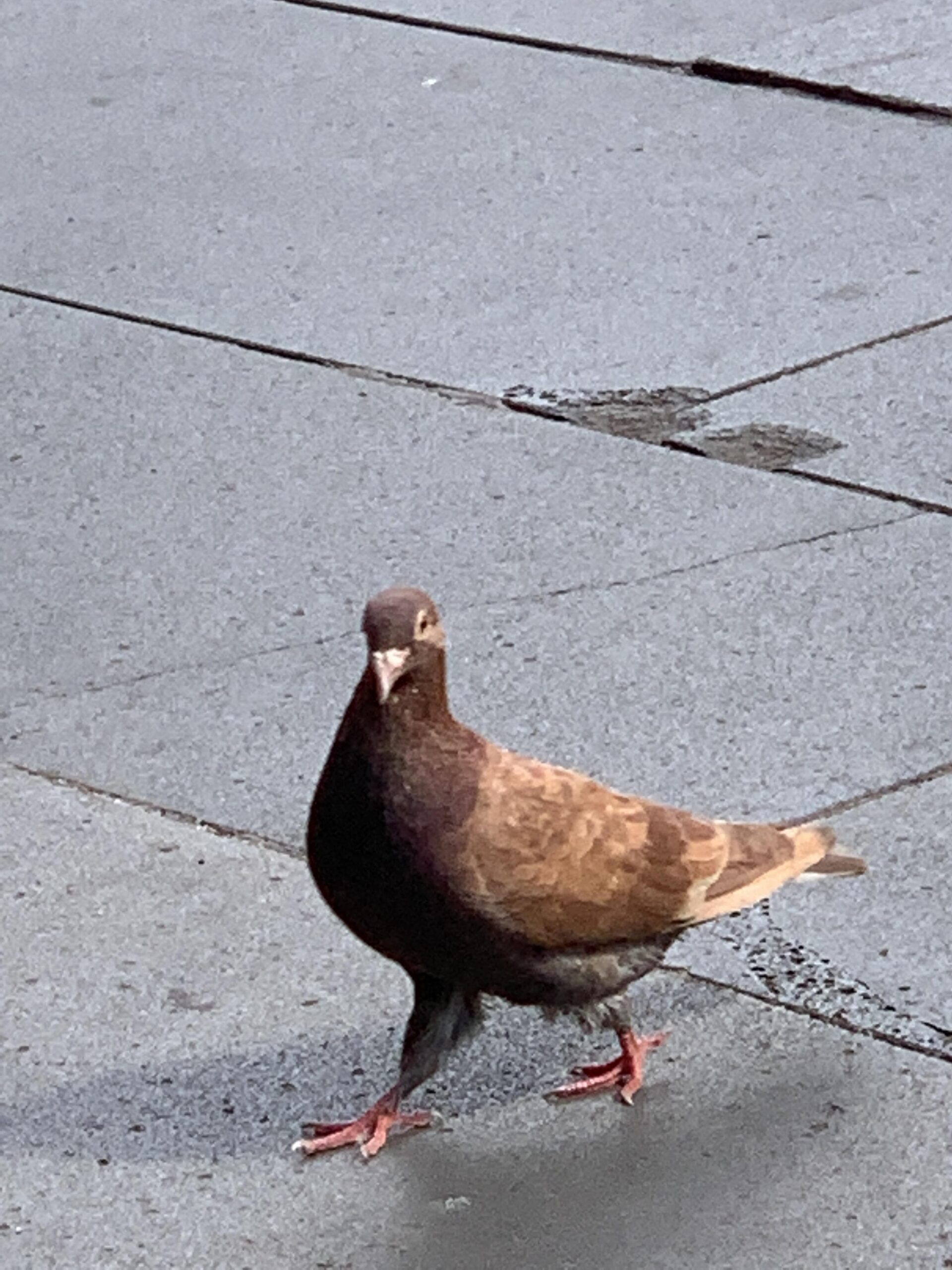 Are Brown Pigeons Rare
