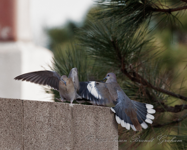 Are Doves Territorial