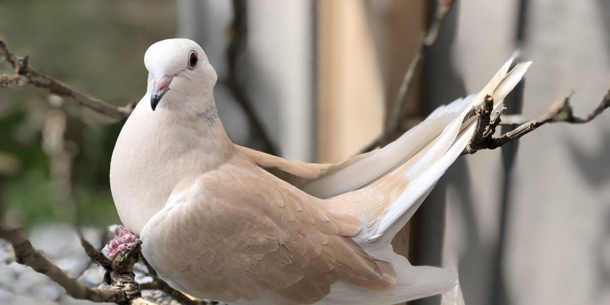 Are Pigeons Loud