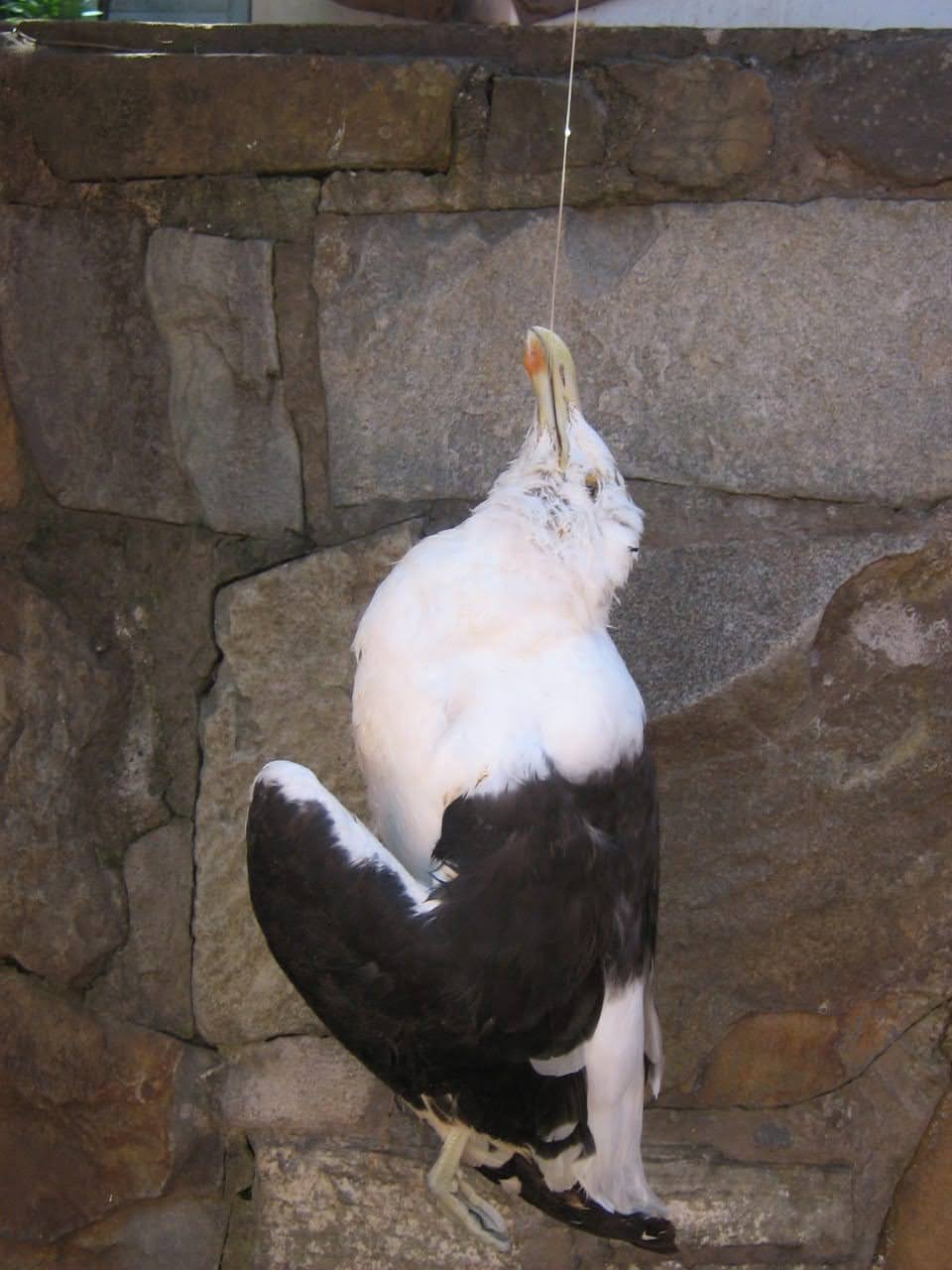 Asian Feather And Voice Pigeons