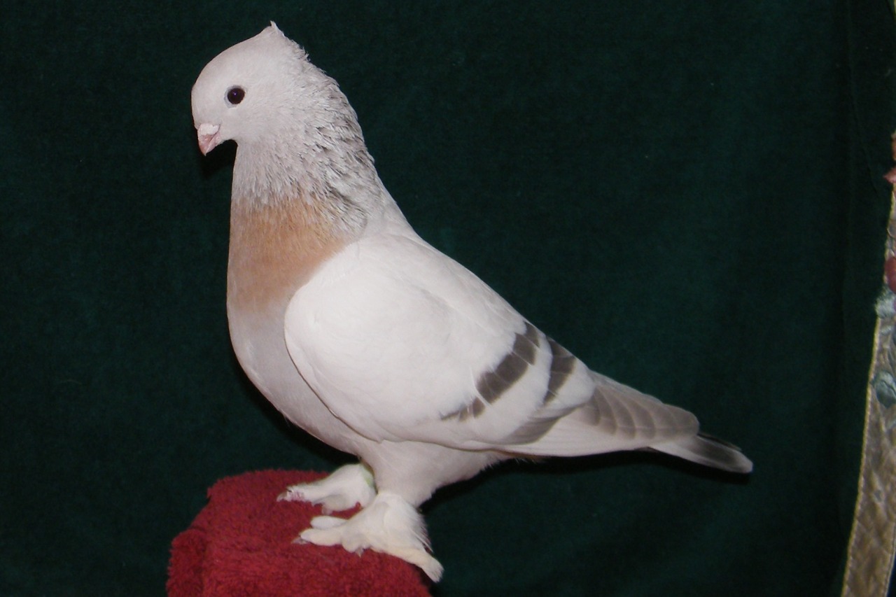 Best Pigeon Breed for Pet