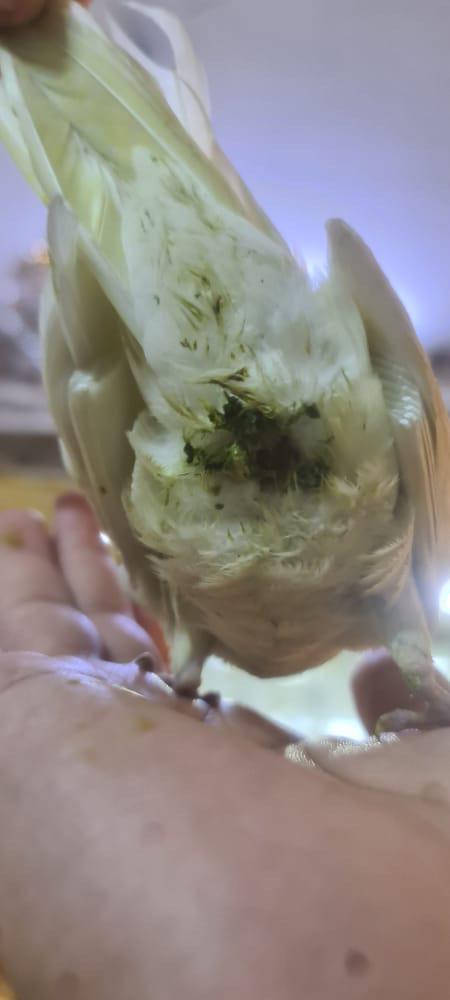 Bird Poop Stuck on Anus