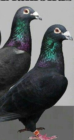 Black Diamond Pigeon