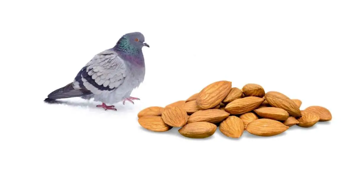 Can Pigeons Eat Almonds