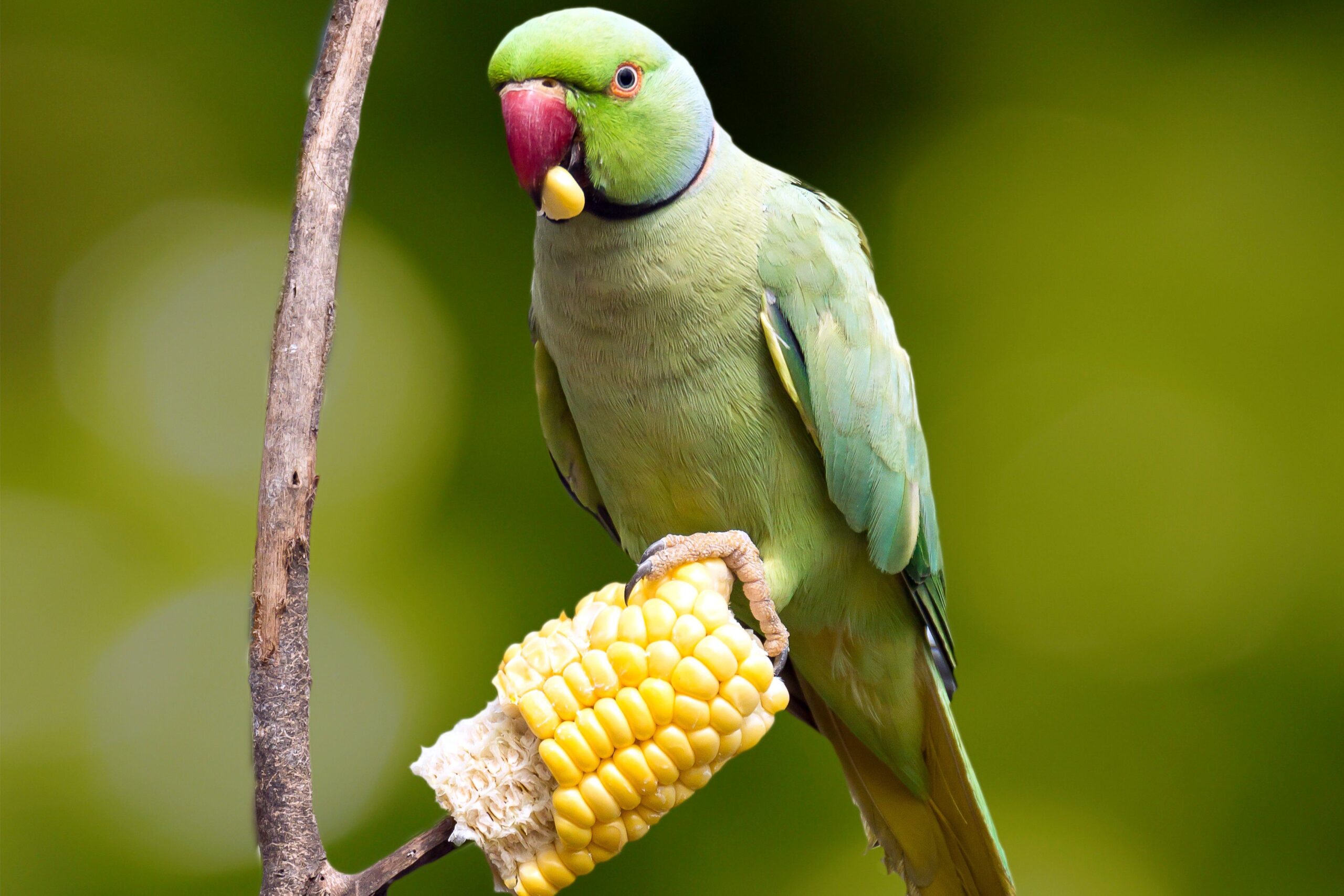 Can Pigeons Eat Parakeet Food