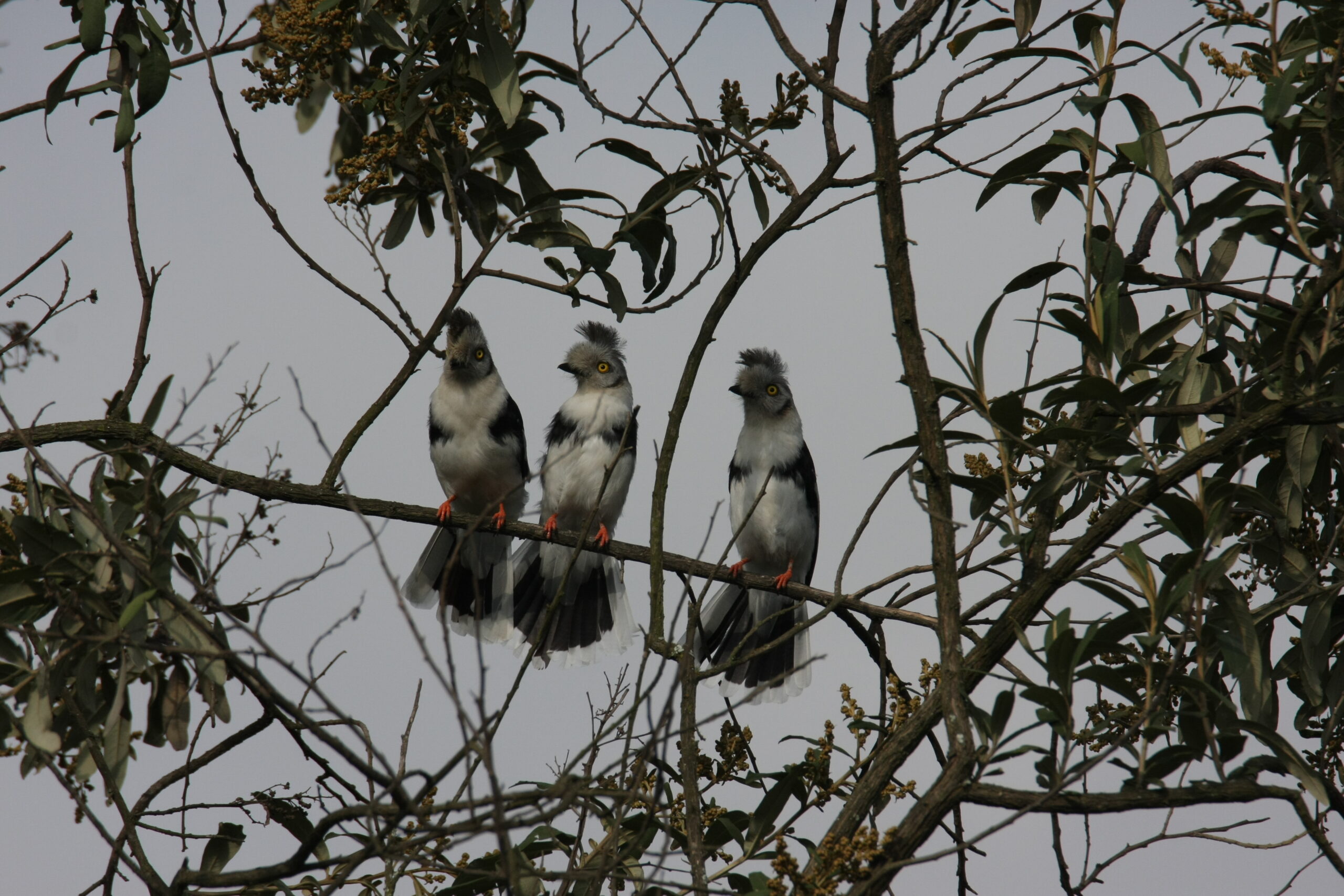 Crested Helmet Pigeons