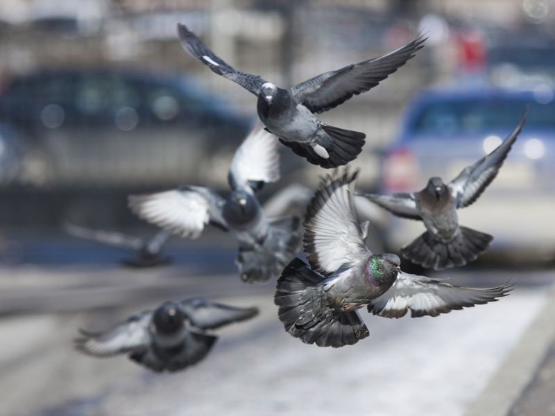 Difference between Dove And Pigeon Pictures