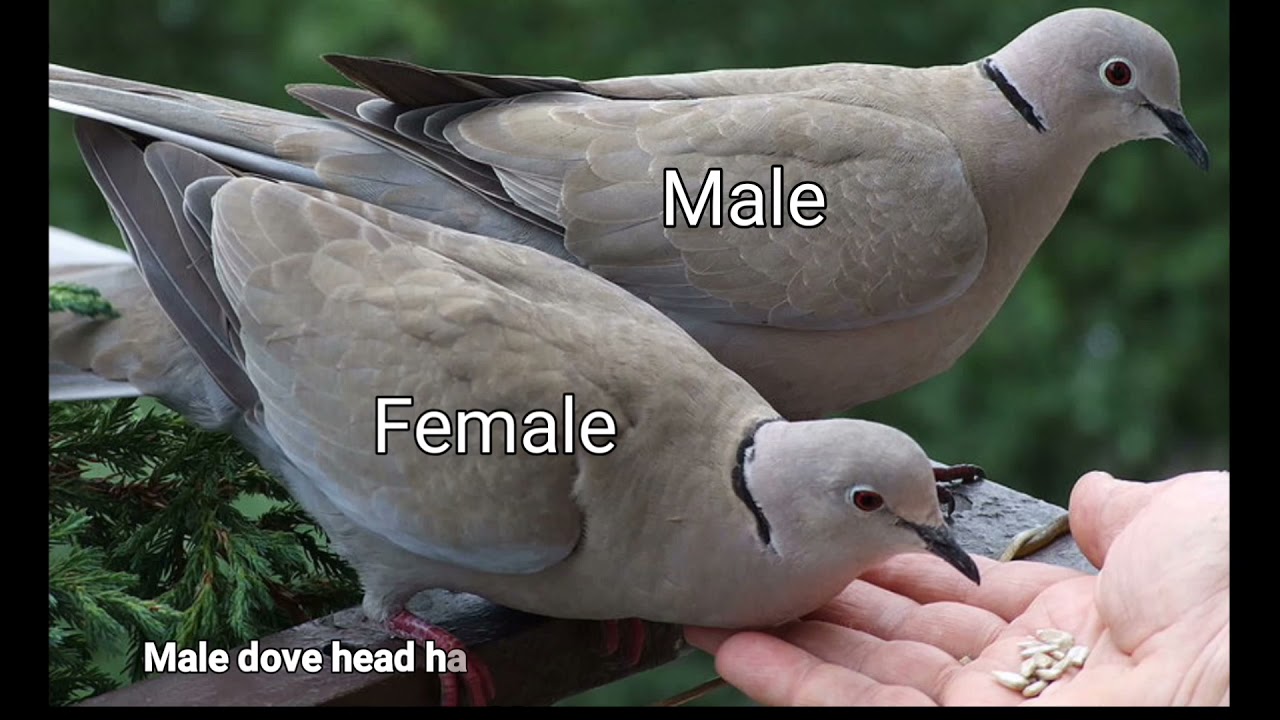 Do Female Doves Coo