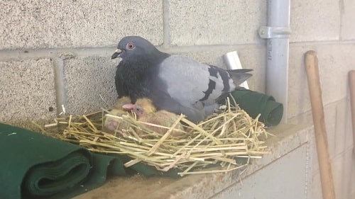 Do Male Pigeons Sit on Eggs