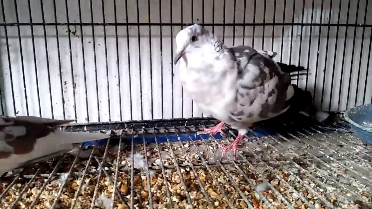 Dove Pigeon Hybrid