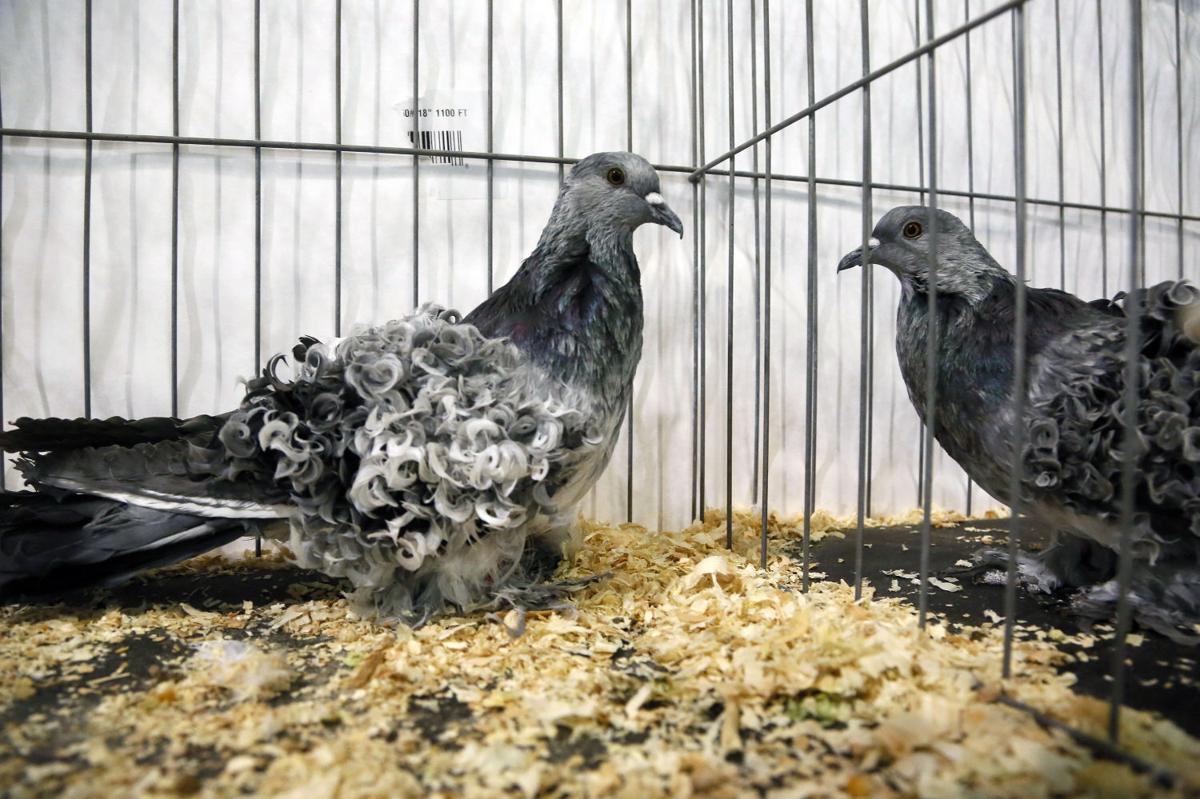 English Short-Faced Tumbler Pigeons