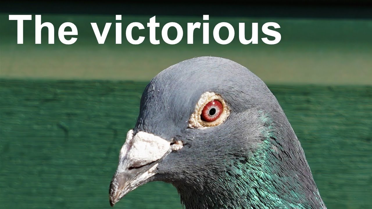 Fastest Racing Pigeon Breed