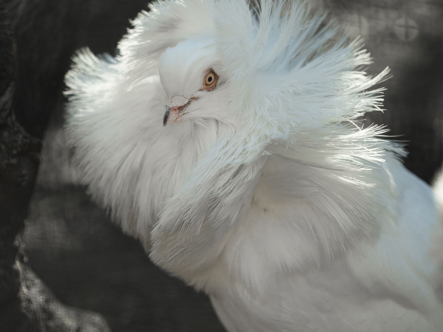 Fluffy Pigeon Breed