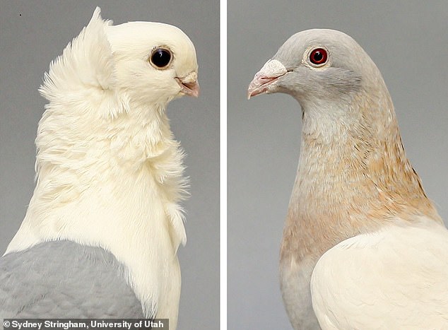 Frills And Owls Pigeons