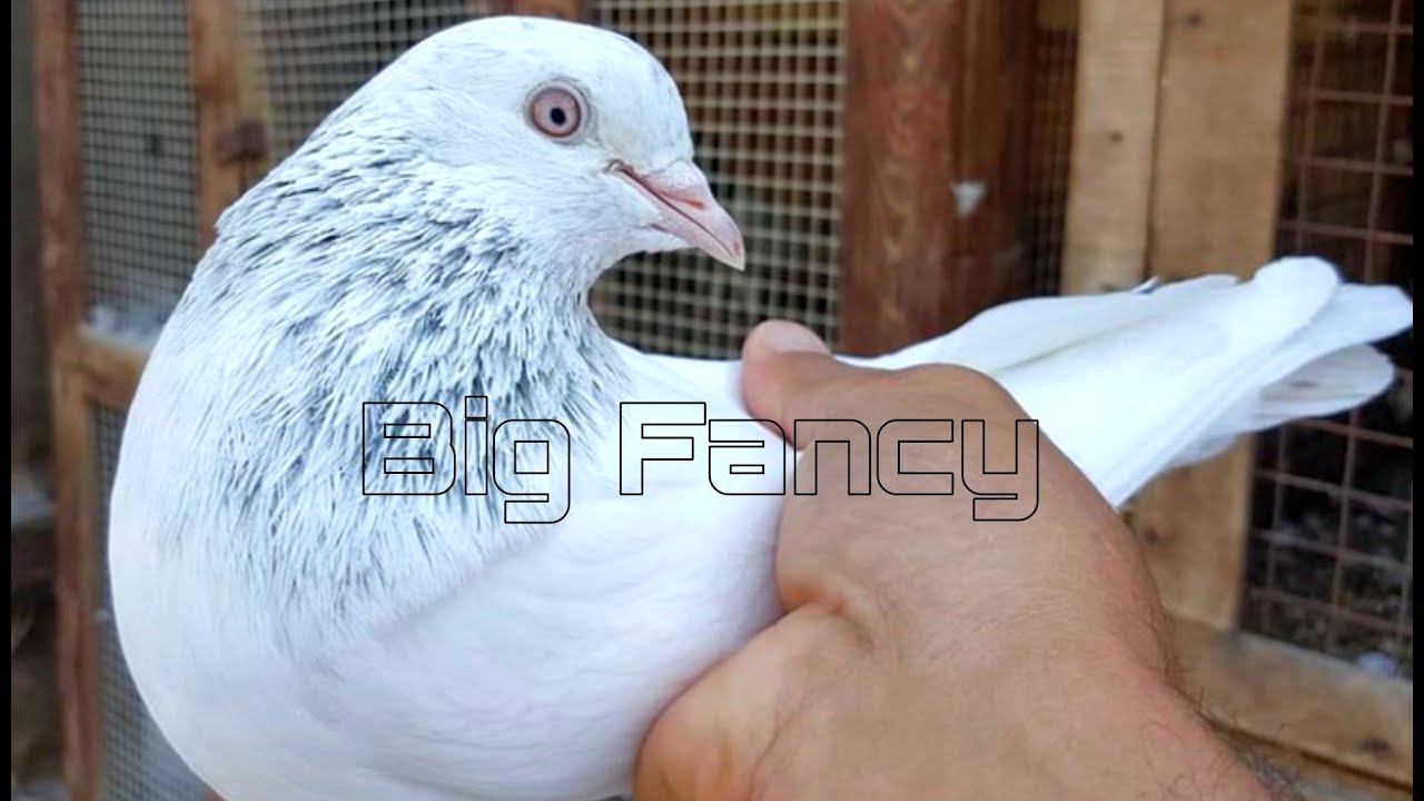 Highest Flying Pigeon Breed