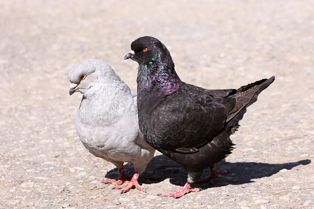 Homer And Hen Pigeons