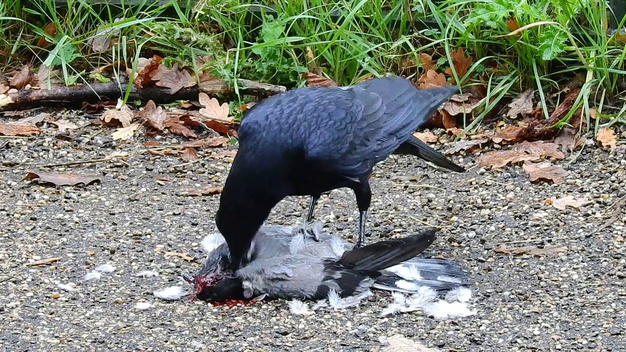 How Do Crows Kill Pigeons