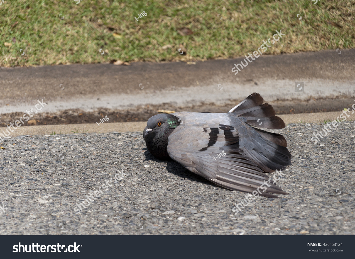 How Long Do Pigeons Sleep