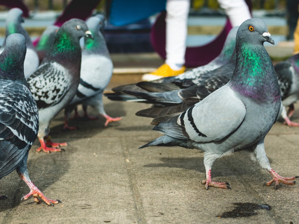 How Often Do Pigeons Poop