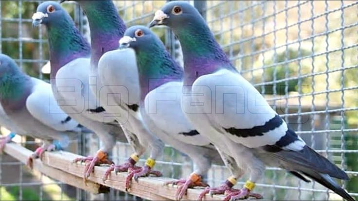 How to Breed a Champion Racing Pigeon