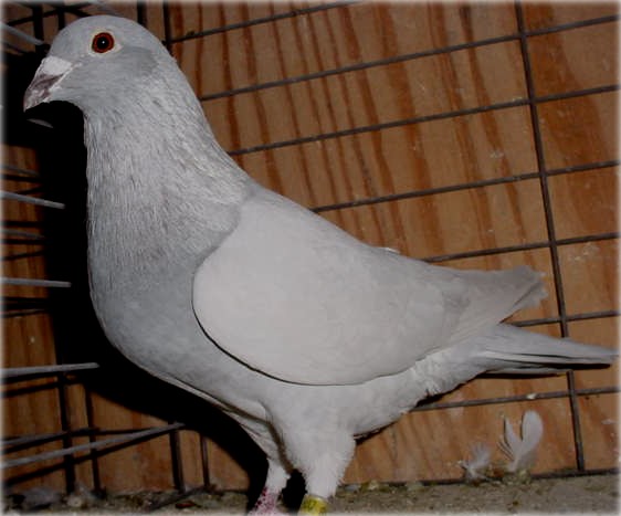 How to Breed Silver Barless Pigeon