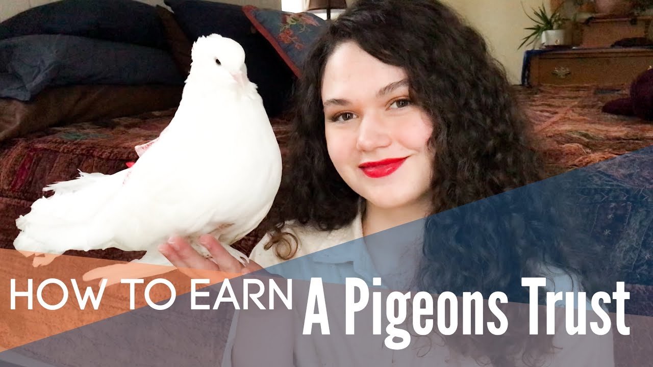 How to Get a Pigeon to Come to You