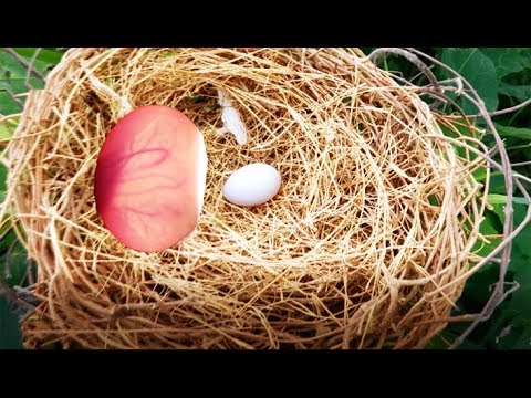 How to Incubate Dove Eggs