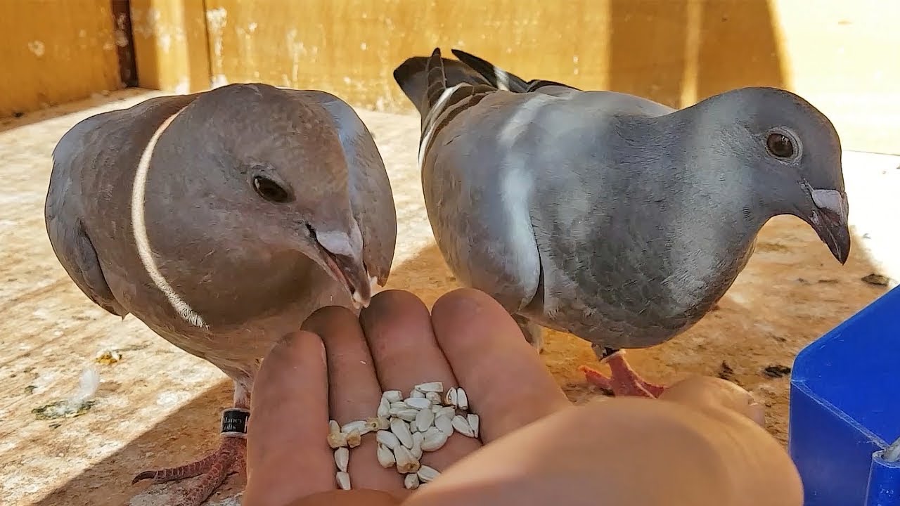 How to Tame a Pigeon