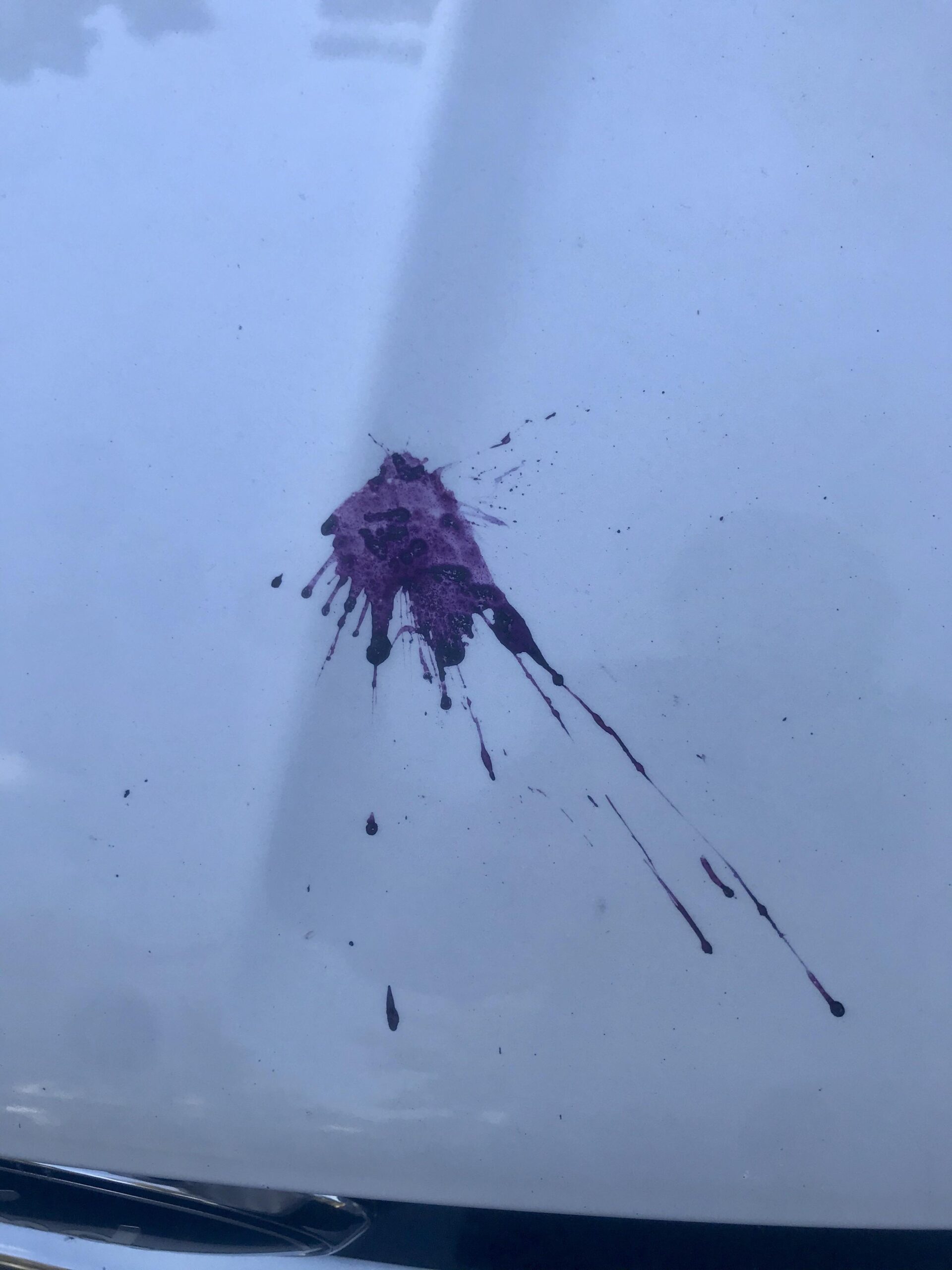 Is Bird Poop Purple