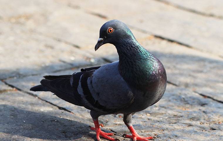 Is It Illegal to Kill Pigeons in Las Vegas