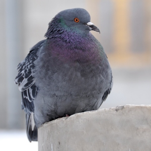 Is Pigeon Poop Good Fertilizer