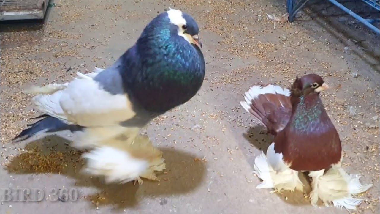 Largest Pigeon Breed