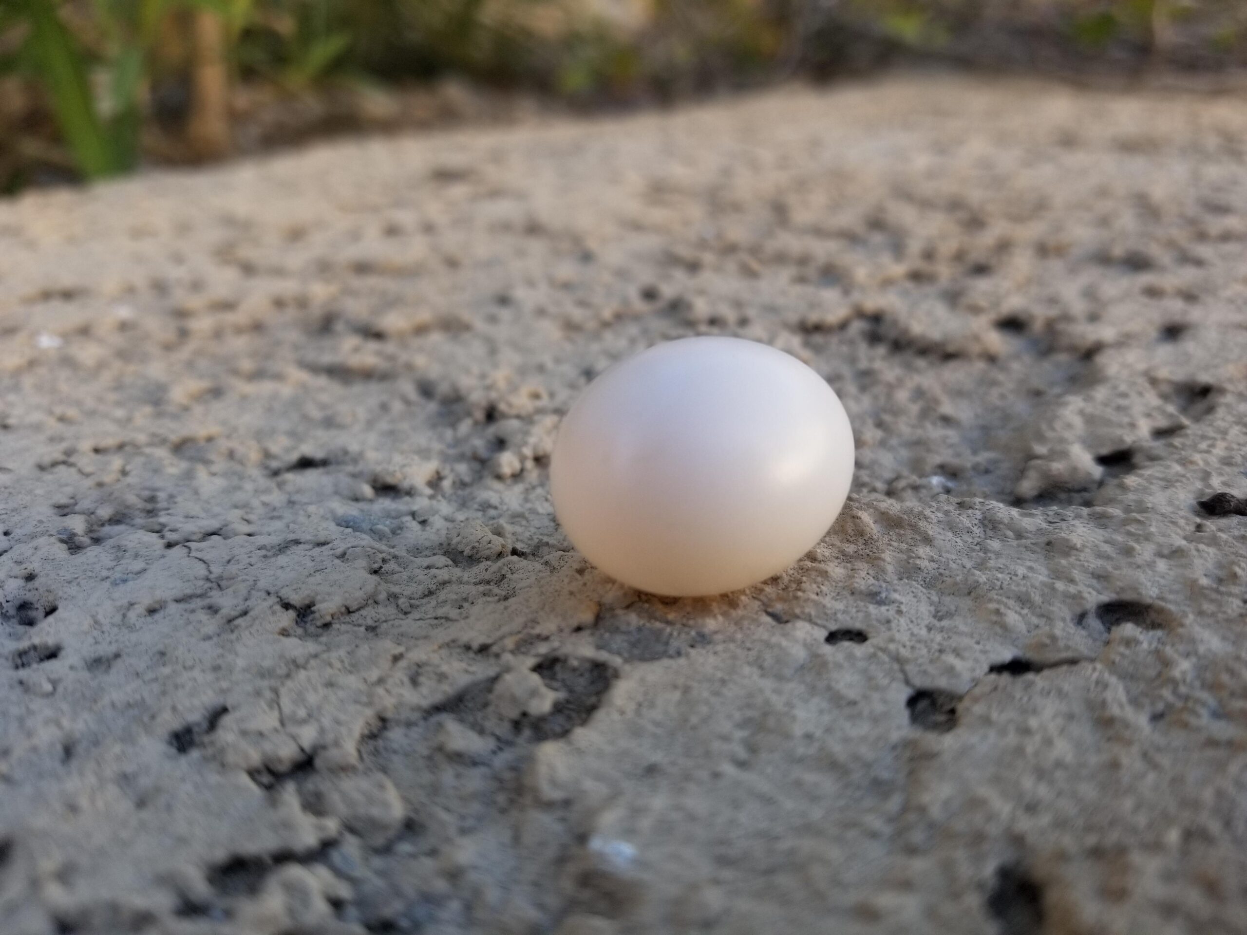 Mourning Dove Abandoned Eggs