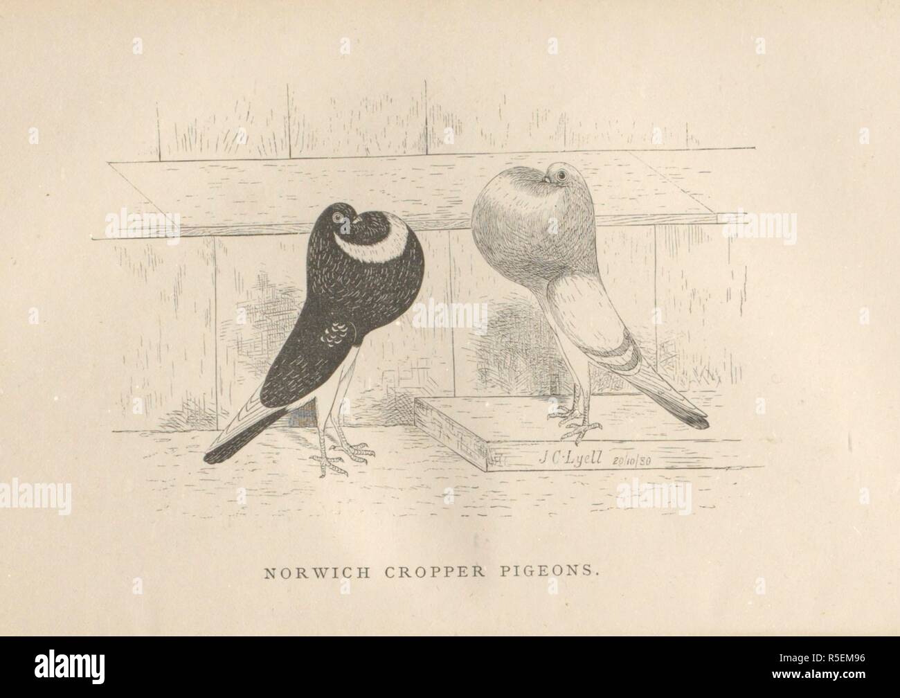Norwich Cropper Pigeons