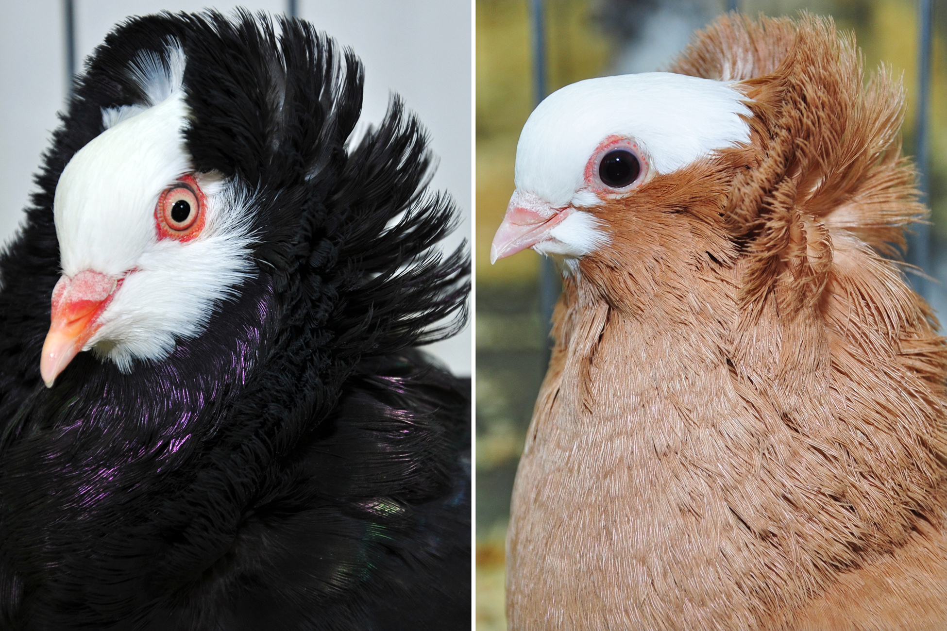 Old Dutch Capuchine Pigeons