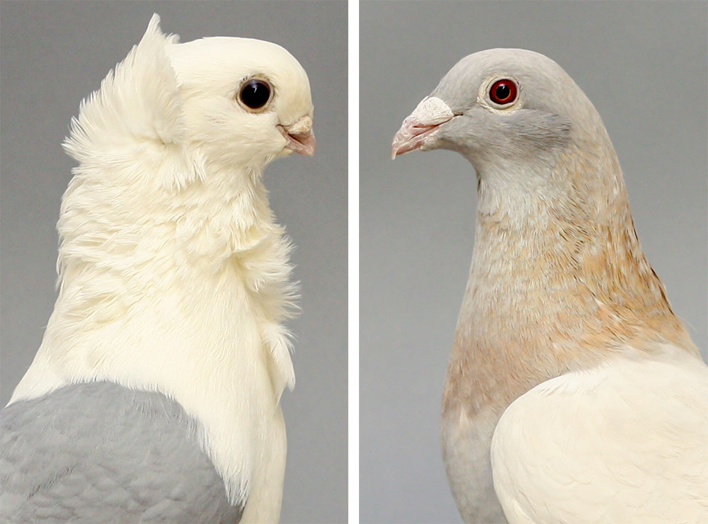 Oriental Frill Pigeons