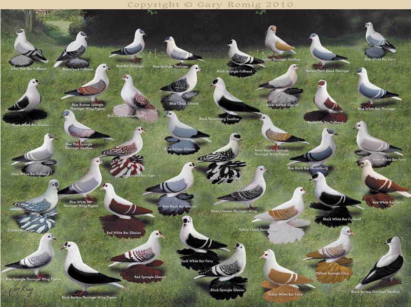 Pigeon Colors Chart