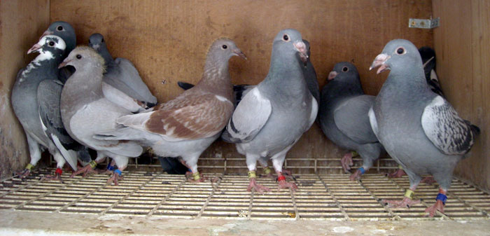 Pigeon Genetics Calculator