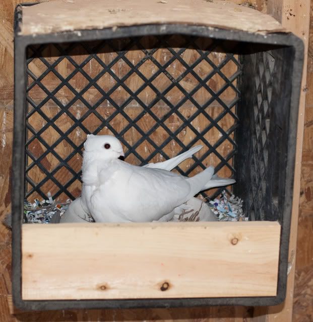 Pigeon Nest Box Ideas