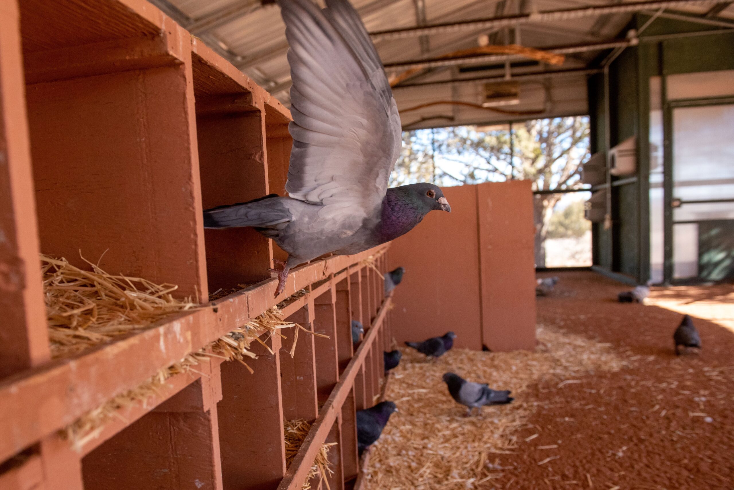 Pigeon Rescue Los Angeles