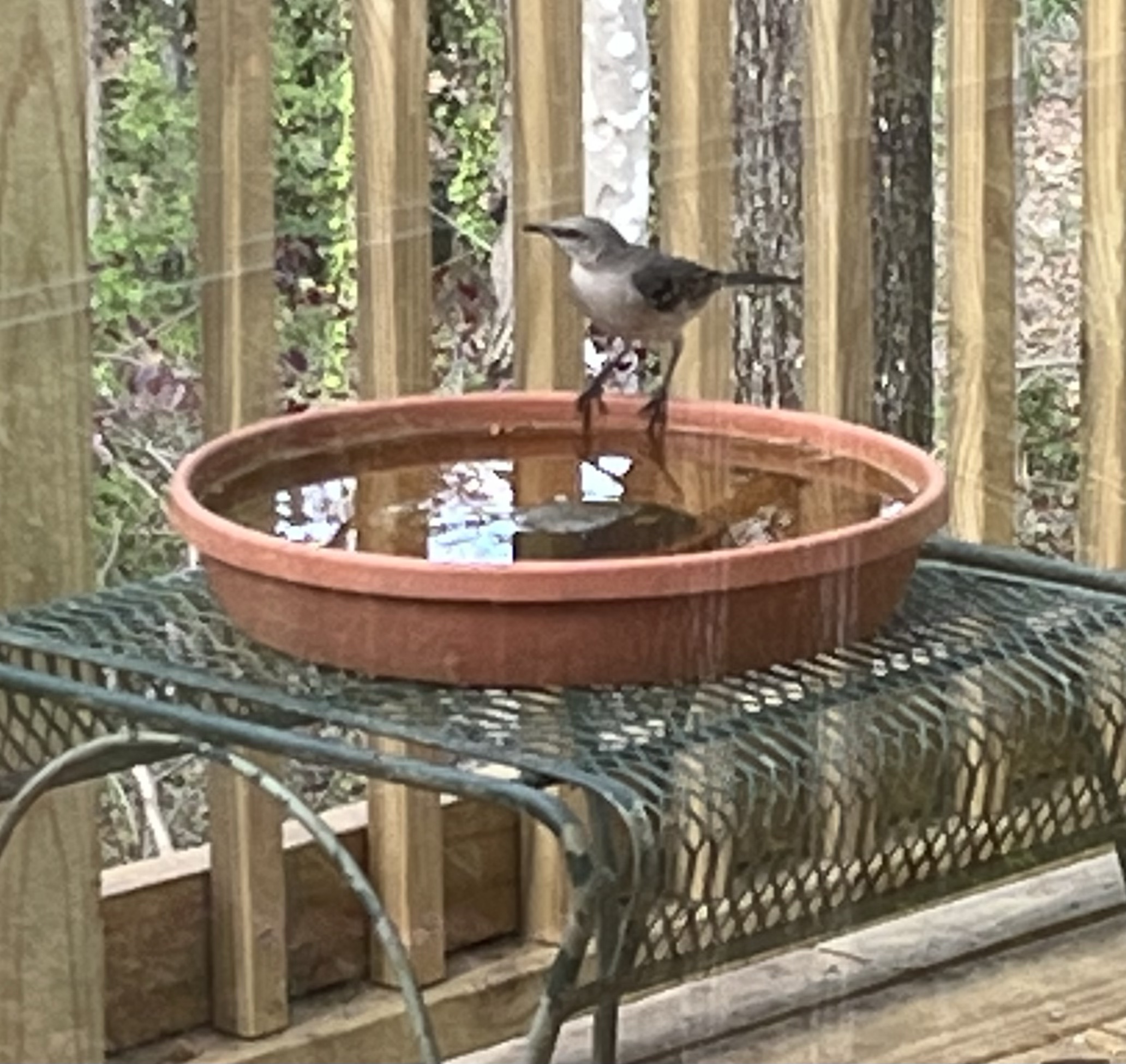 Pigeon Sitting in Balcony is Good Or Bad