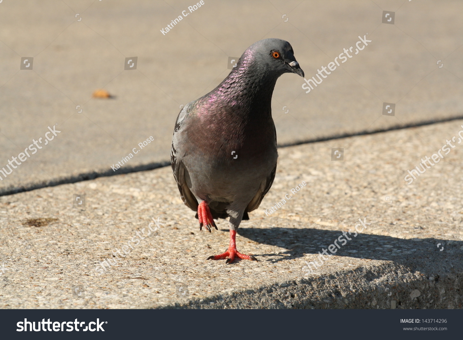 Pigeon Standing on One Leg