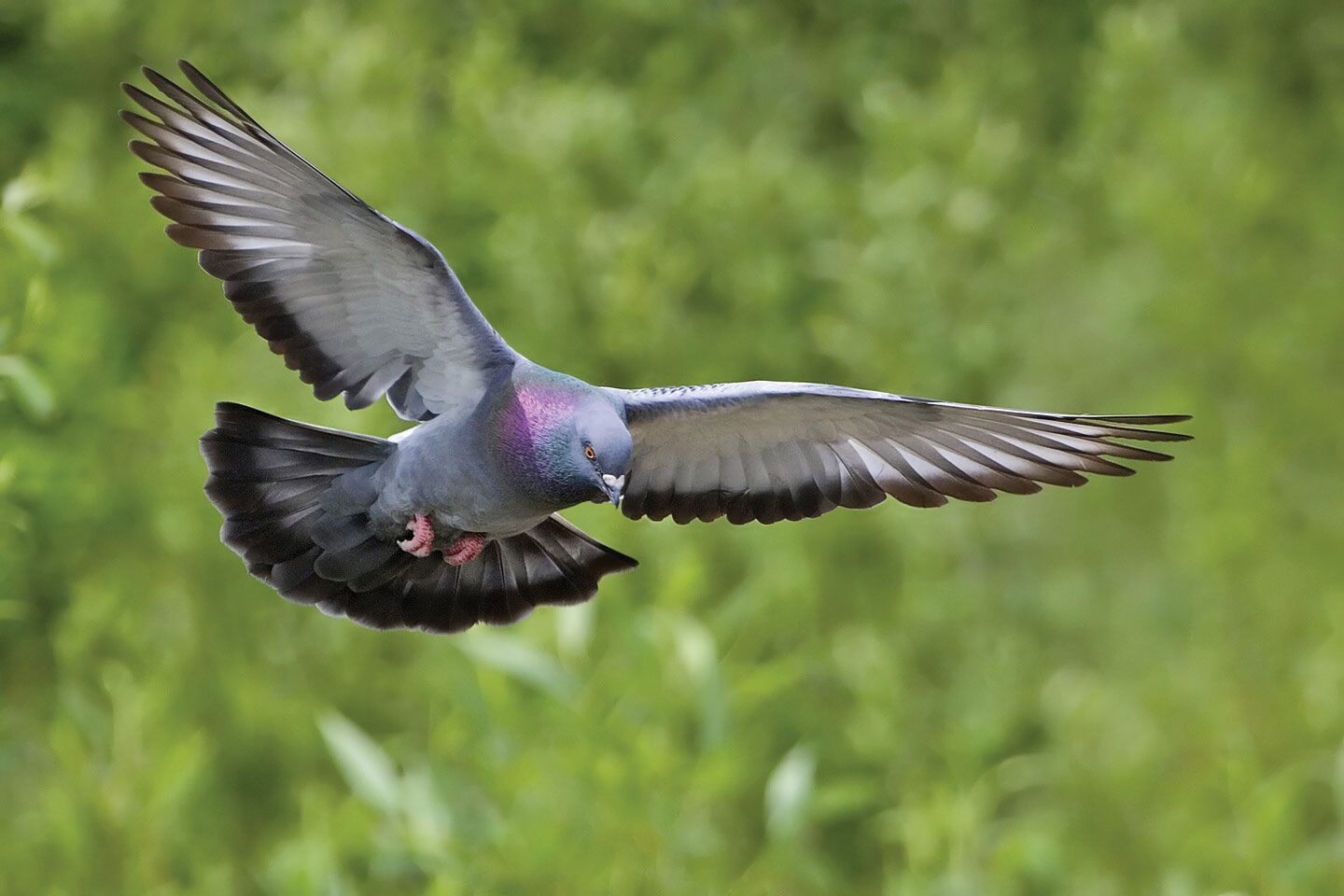 Pigeon Vs Mourning Dove