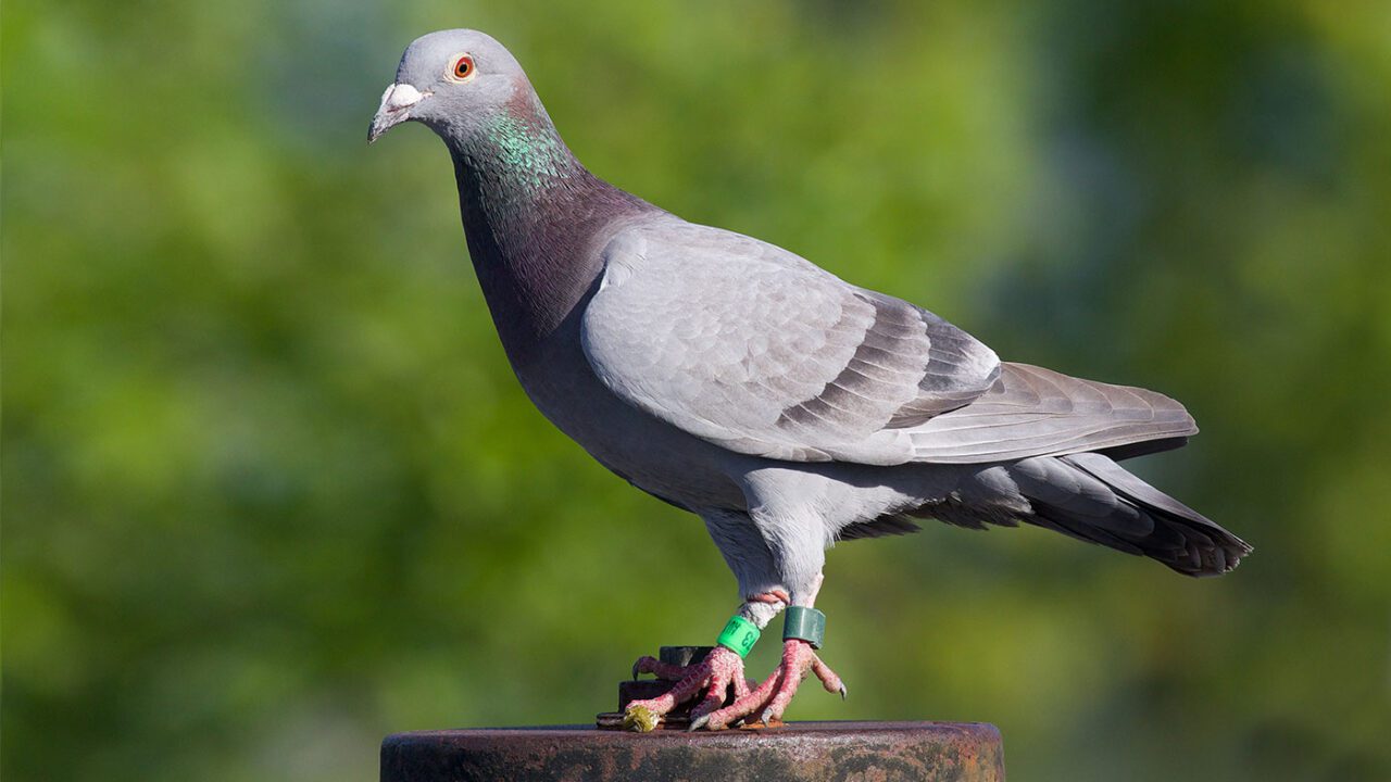 Pigeon With Blue Band on Leg