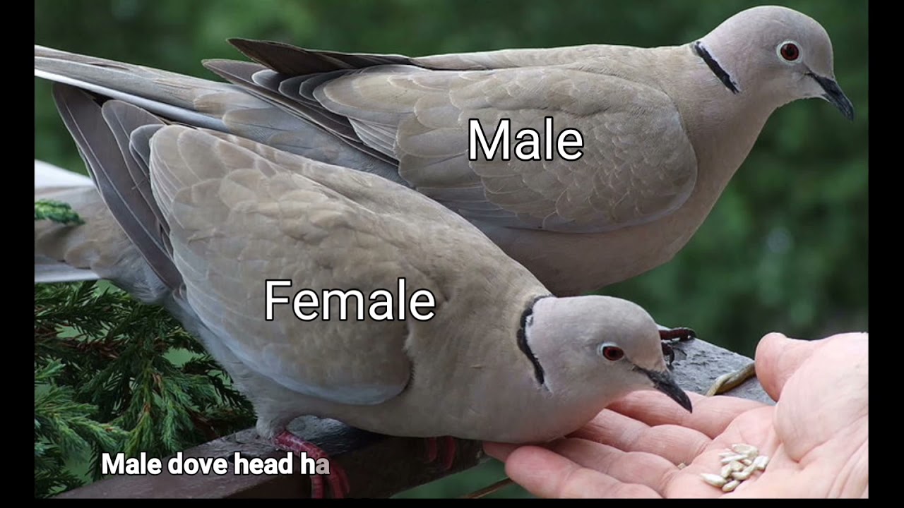 Ringneck Dove Male Vs Female