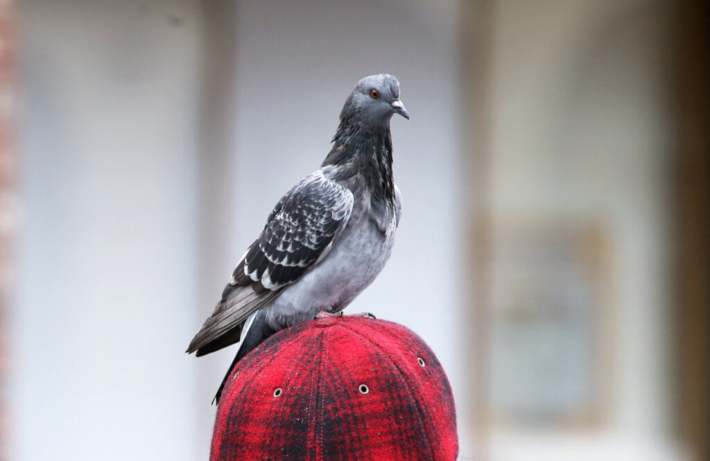 Rock Dove Pigeons