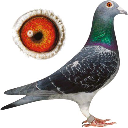 Roller Pigeons