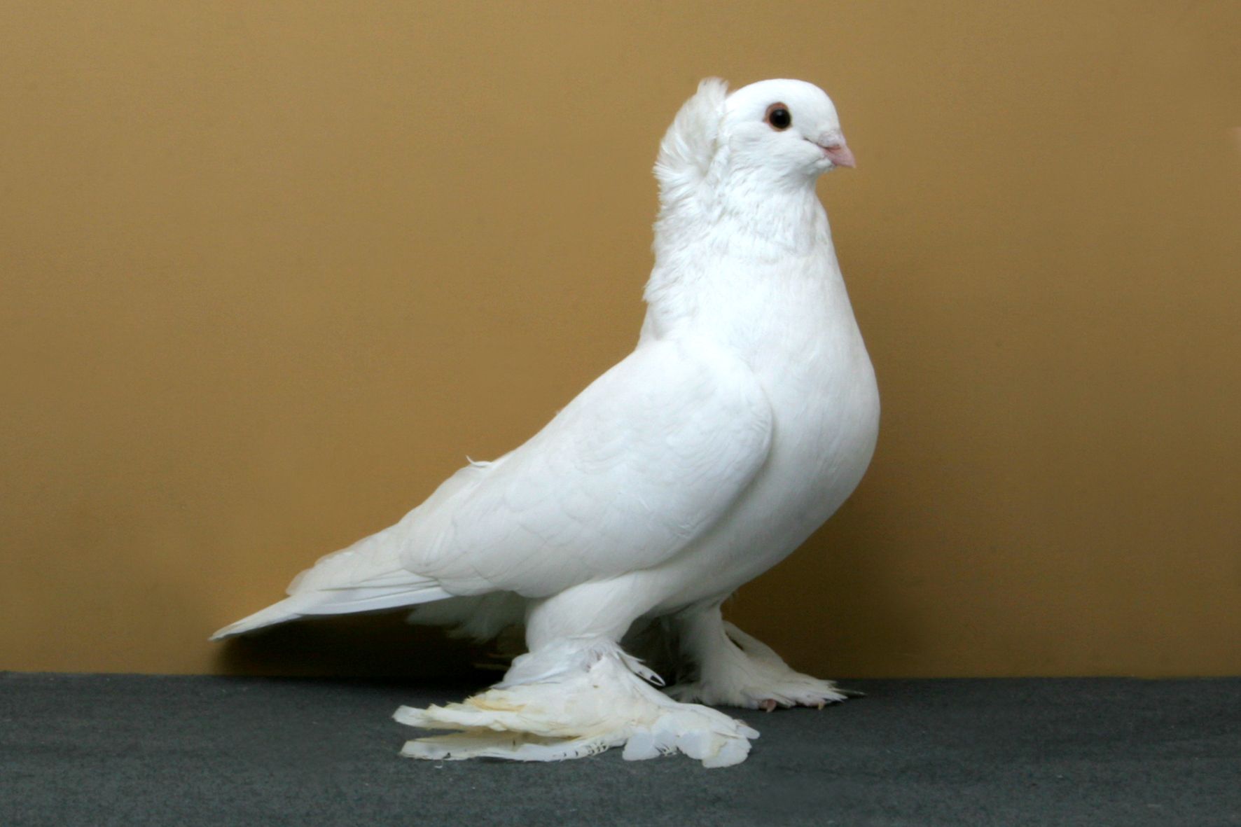 Russian Tumbler Pigeon