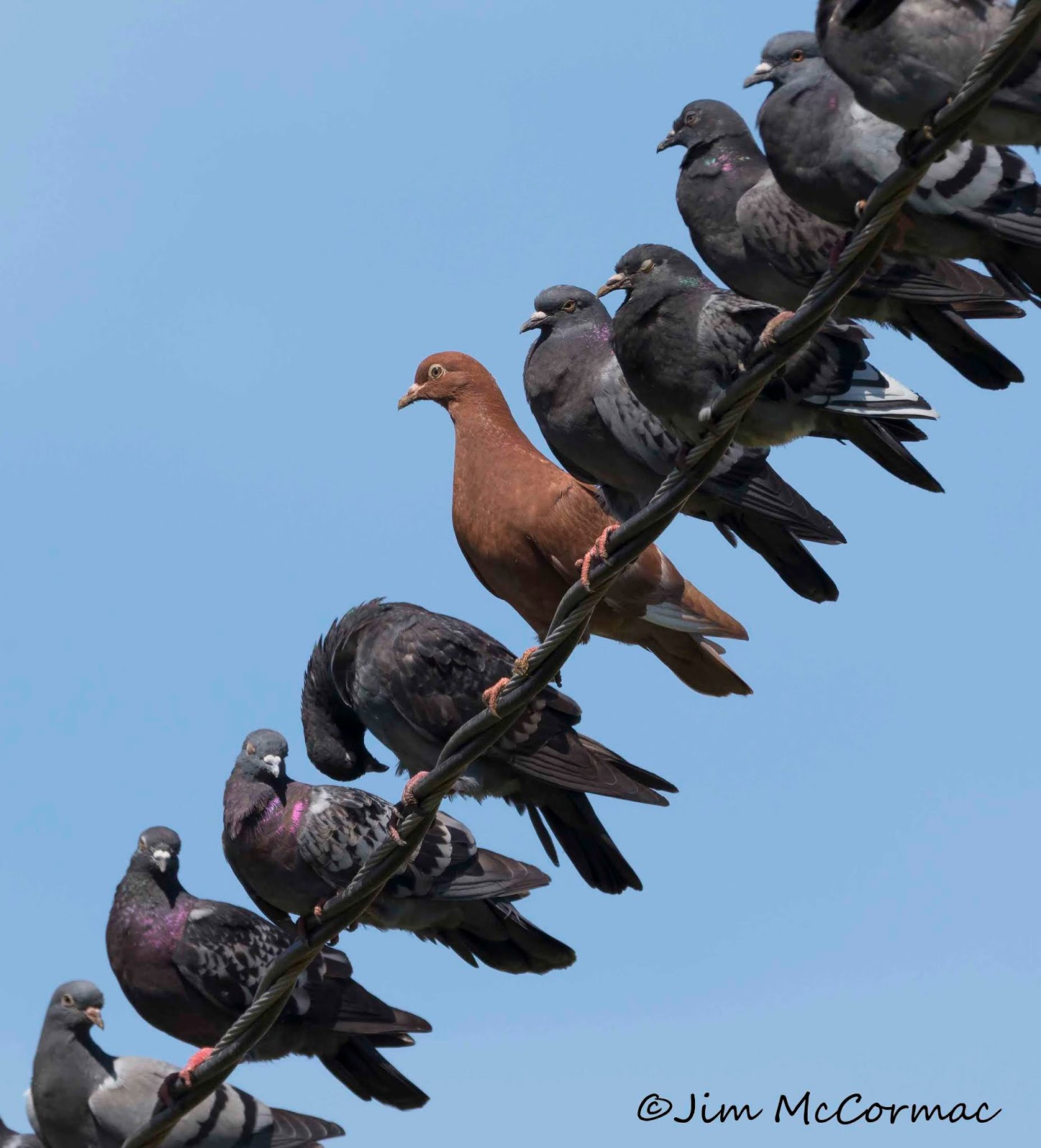 Saddleback Pigeons